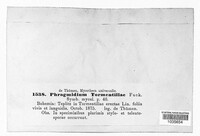 Frommeella tormentillae image